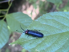 Pyractonema