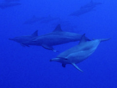 Stenella longirostris