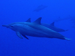 Stenella longirostris