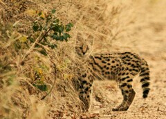 Leptailurus serval serval