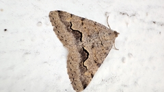 Frederickia s-signata