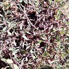 Euphorbia fruticulosa