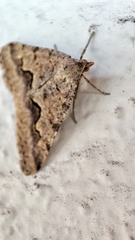 Frederickia s-signata