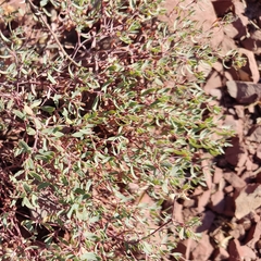 Euphorbia fruticulosa