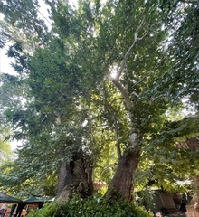 Magnoliopsida