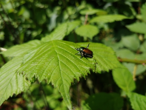 Japanese beetle