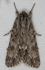 Acronicta longa