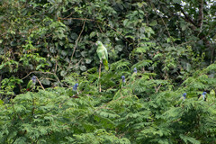 Amazona farinosa