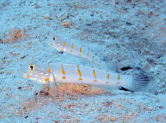 Valenciennea puellaris