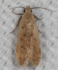 Anacampsis fullonella