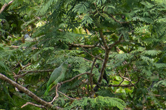 Amazona farinosa