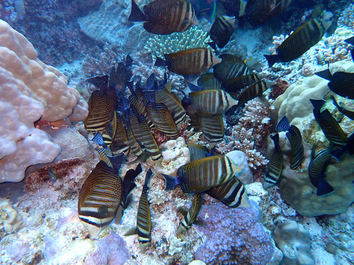 Indian Sailfin Tang — seen at this dive site