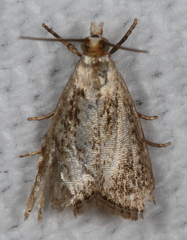 Argyria gonogramma