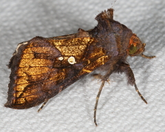 Argyrogramma verruca