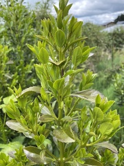 Laurelia sempervirens