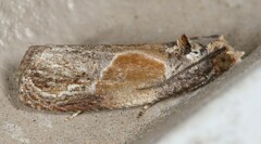 Eumarozia malachitana