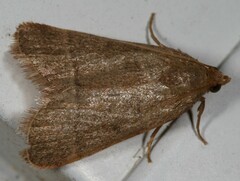 Hypsopygia nostralis
