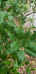 Ligustrum japonicum
