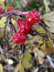 Rosa majalis