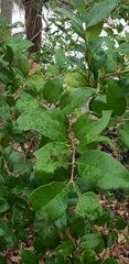 Ligustrum japonicum