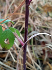 Rosa majalis