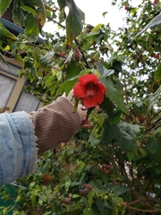 Abutilon menziesii