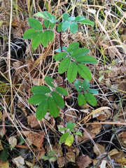 Rosa majalis