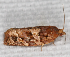Argyrotaenia tabulana