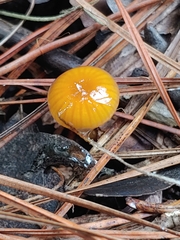 Gliophorus perplexus