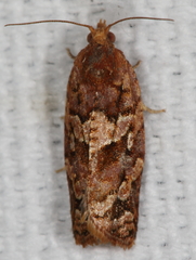 Argyrotaenia tabulana