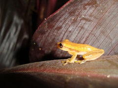 Dendropsophus