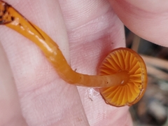Gliophorus perplexus