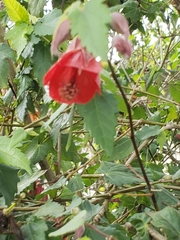Abutilon menziesii