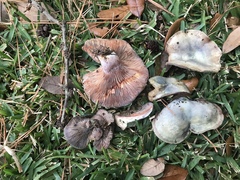 Lactarius paradoxus