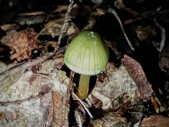 Gliophorus psittacinus