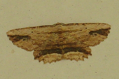 Menophra abruptaria