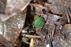 Gliophorus psittacinus