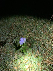 Ageratum houstonianum