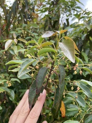 Aristotelia chilensis