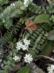 Pimelea prostrata