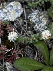 Pimelea prostrata