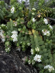 Pimelea prostrata