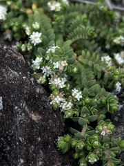 Pimelea prostrata