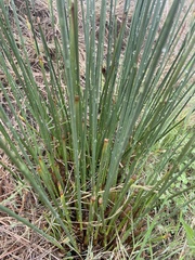 Juncus acutus leopoldii