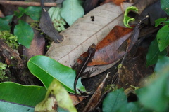 Anolis humilis