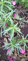 Dianthus caryophyllus