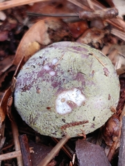 Hypomyces luteovirens