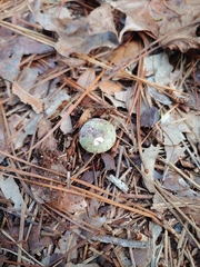 Hypomyces luteovirens