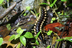 Nyssodesmus python