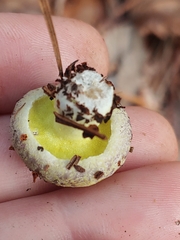 Hypomyces luteovirens